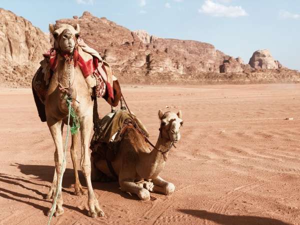 Camel Ride