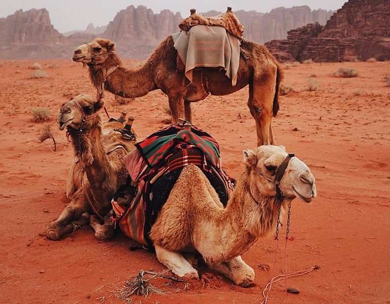 Camel Rides in Wadi Rum